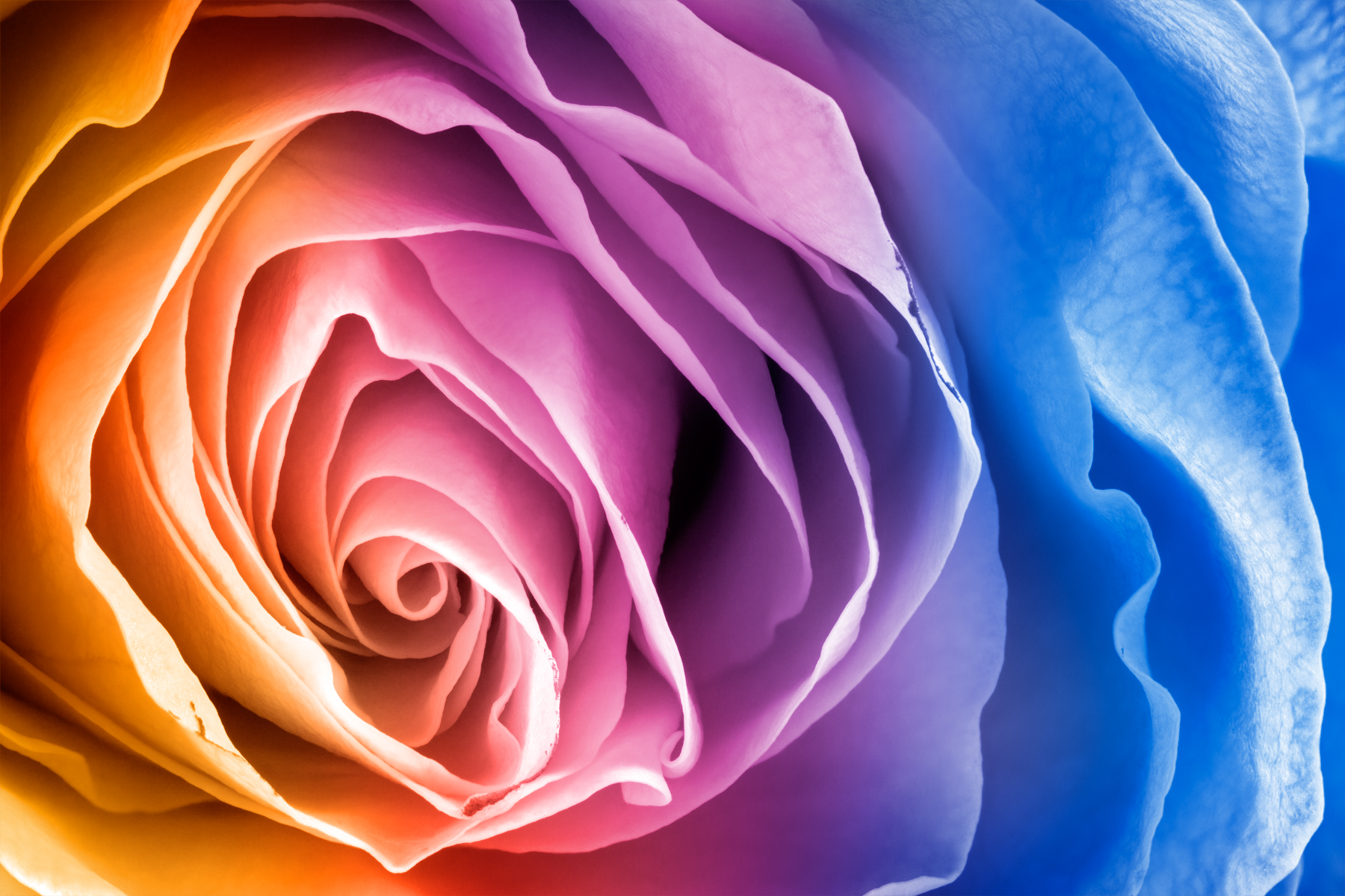 MultiColourRose_Flickr